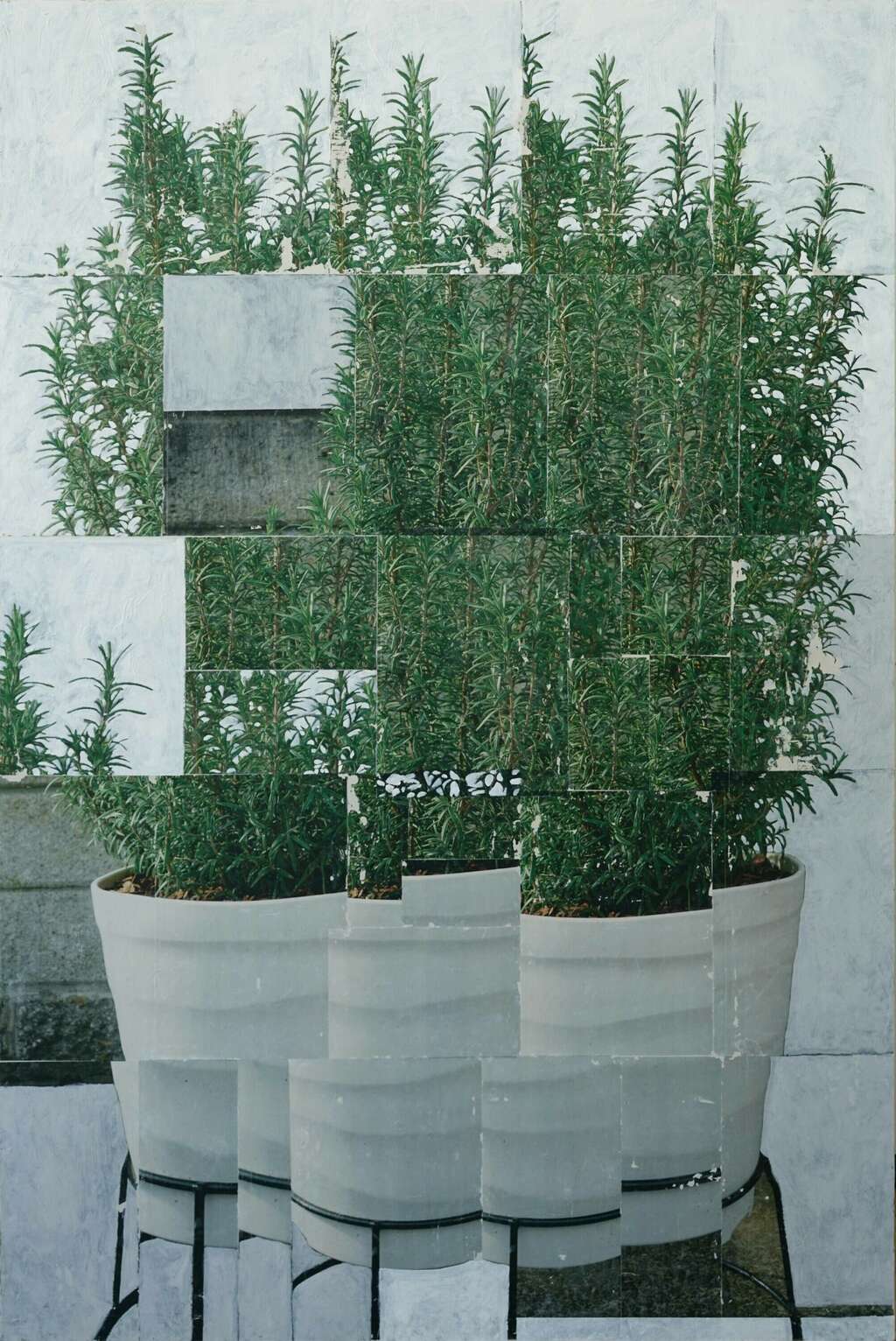 1 AKONITO Collaged rosemary