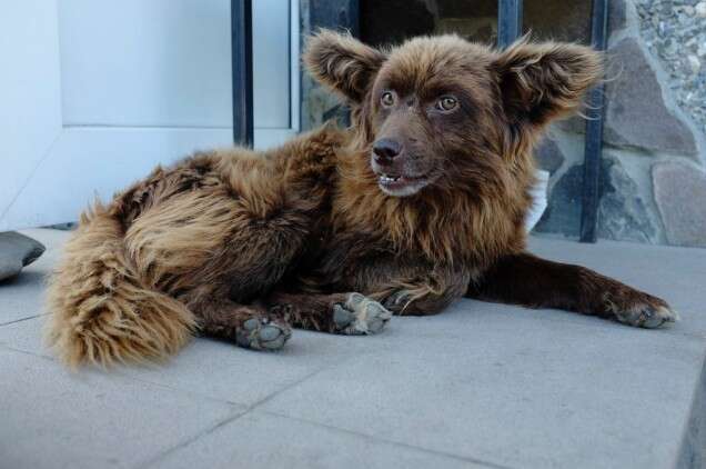 Lucia Nimcova Tango ukrainien