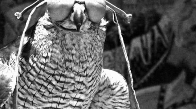 Fanny Zaman Inhabiting the Surface