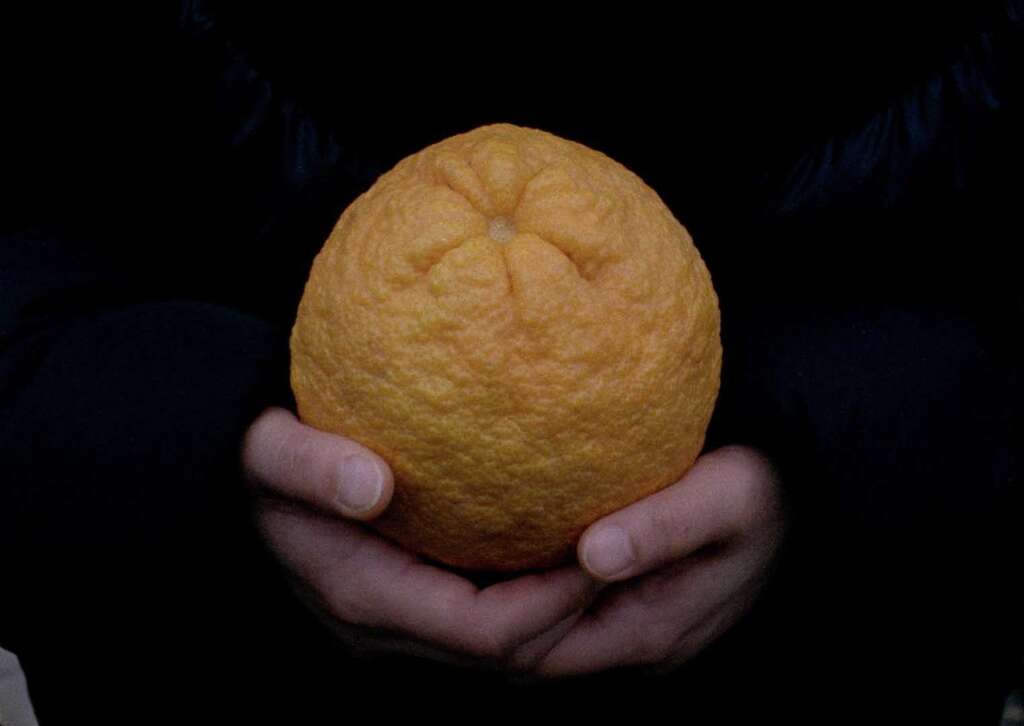 Eva Giolo An orange is not a fish